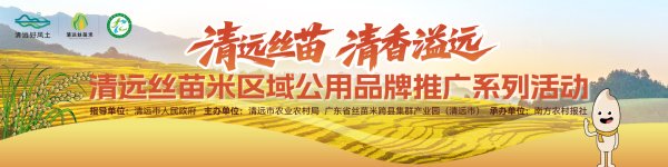 奕道配资 “相比价格更看重好吃！”清远丝苗米走进广州逸景翠园，品质与口碑共筑品牌新篇章